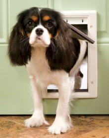 PetSafe Plastic Dog Door - Small
