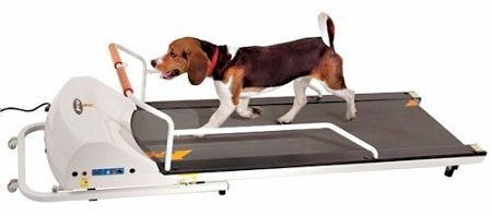 PetRun PR720F Dog Treadmill