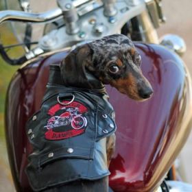 Biker Dawg Motorcycle Dog Jacket - Pink (Option: X-Small)