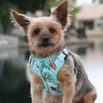 Wrap and Snap Choke Free Dog Harness by Doggie Design - Surfboards and Palms (Option: X-Small)